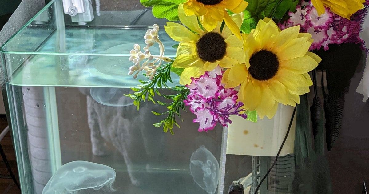 お手軽クラゲ飼育水槽｜アクアリウムTOJO愛知Hobo（犬山市荒井）