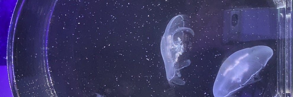 アクアリウムTOJO愛知Hoboの画像