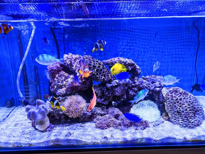 アクアリウムTOJO愛知Hoboの画像