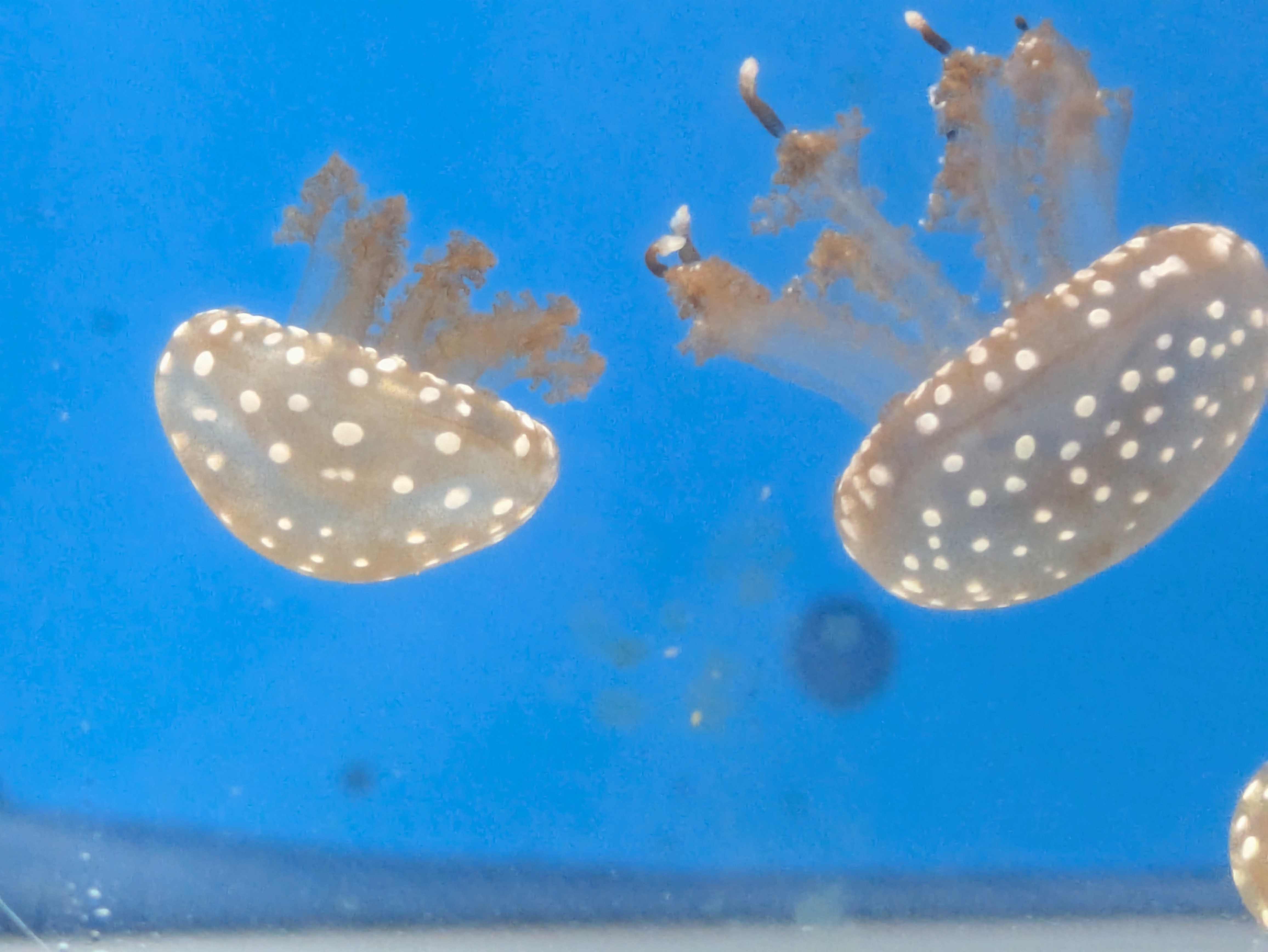 クラゲ水槽レンタルの画像