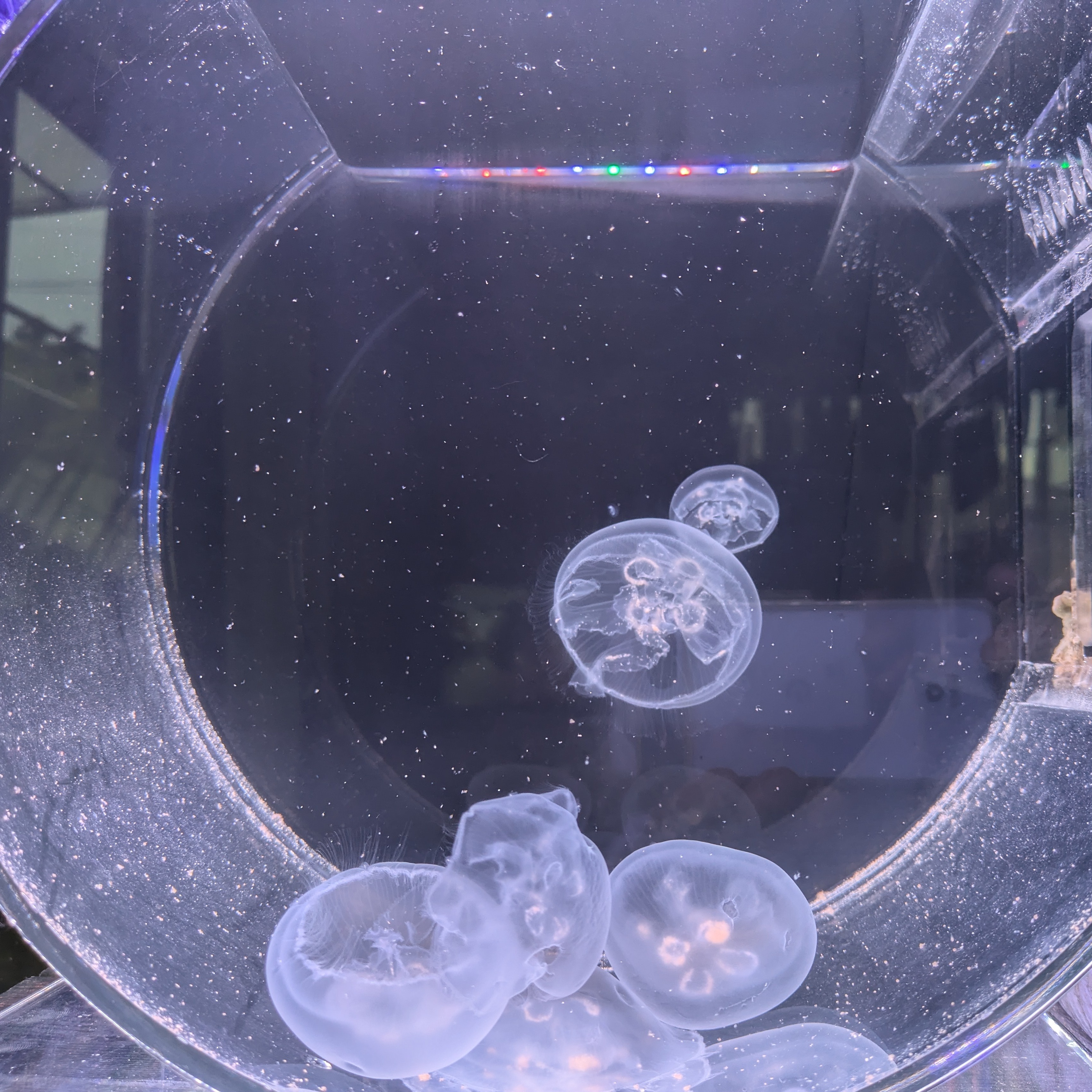 クラゲ水槽レンタルの画像