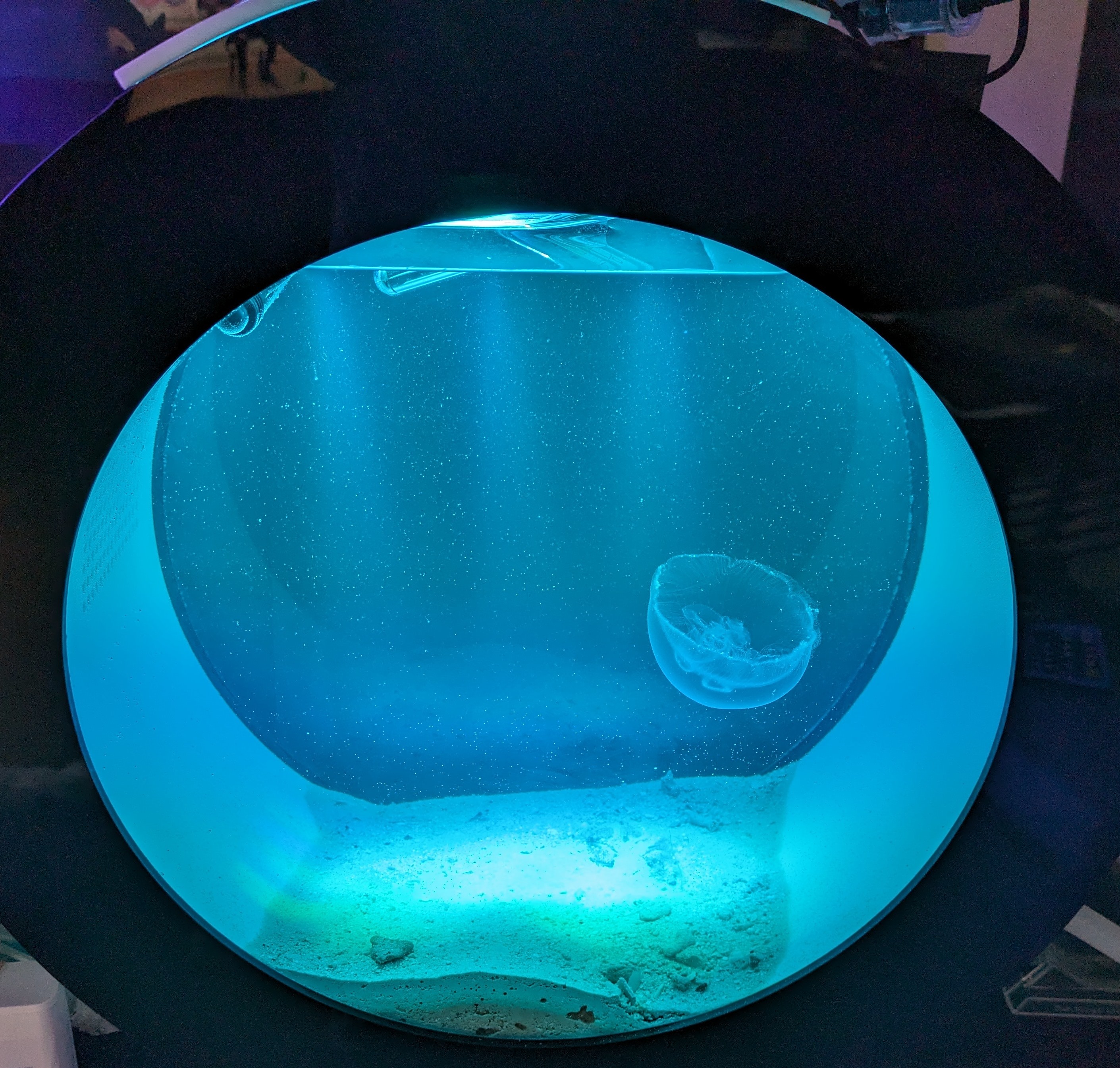 クラゲ水槽レンタルの画像