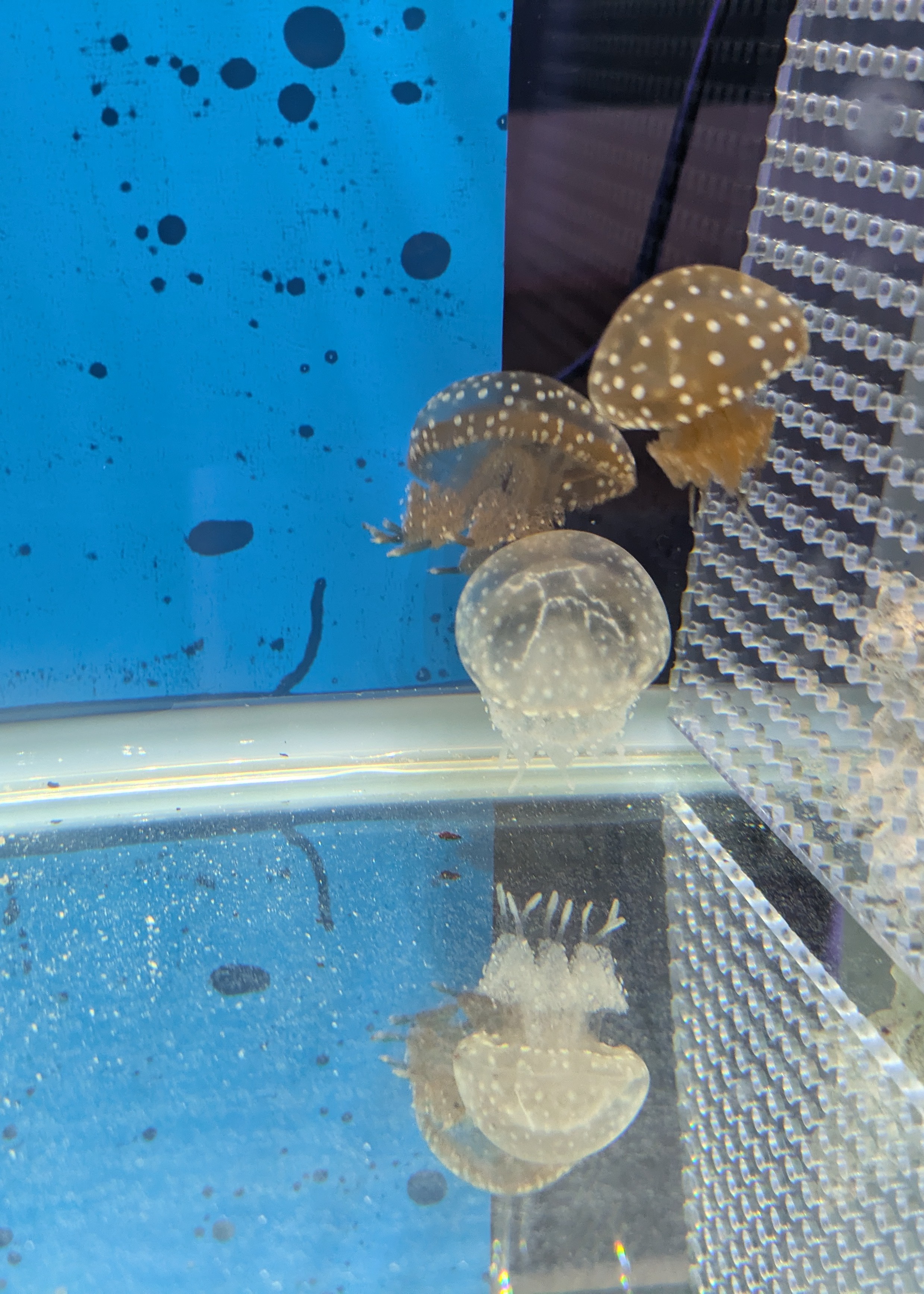 クラゲ水槽レンタルの画像
