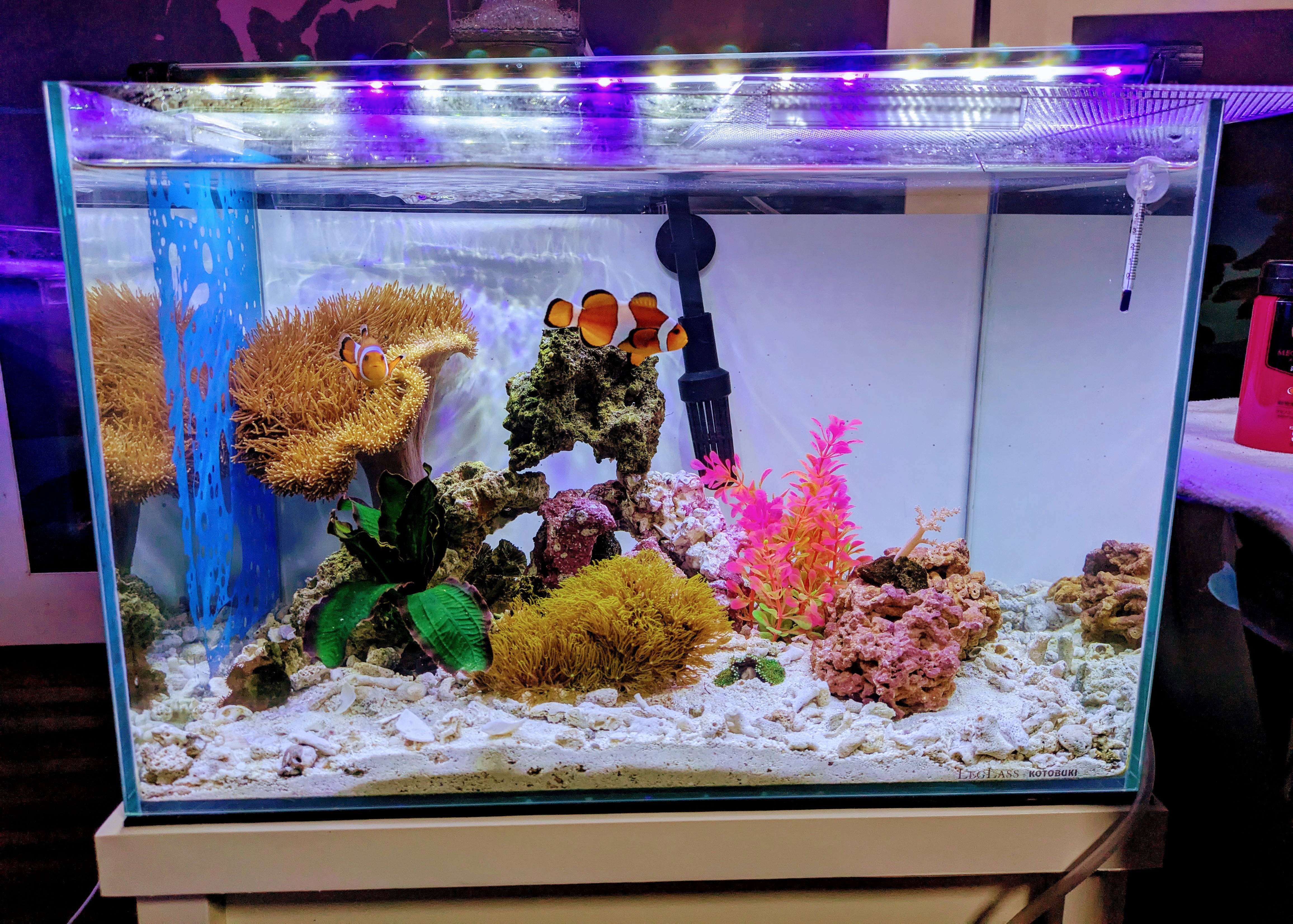 カクレクマノミ水槽の画像